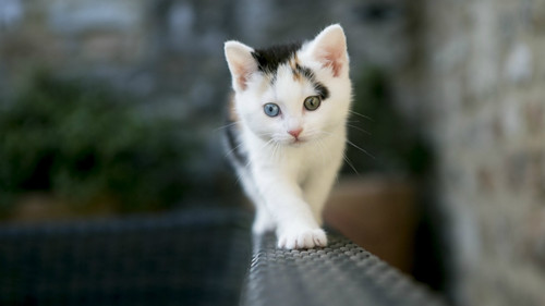 猫_副本.jpg